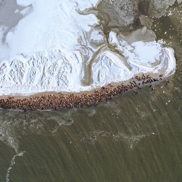 На Ямале больше тысячи краснокнижных моржей вышли на берег