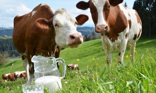 «Не пейте вместе с пищей»: Молоко является совершенно отдельным блюдом – Доктор Мясников