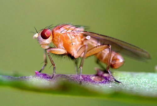 Ученые: Бороться со старением помогут фруктовые мухи