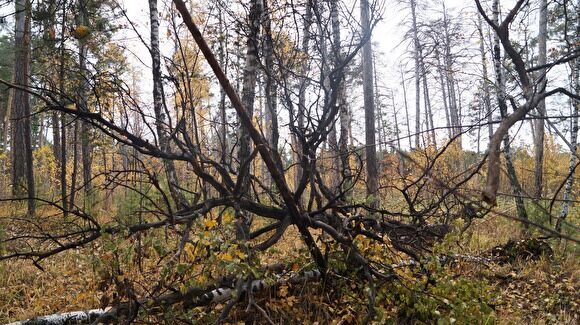 Упавшие на дорожки деревья в городском бору Челябинска обещают убрать