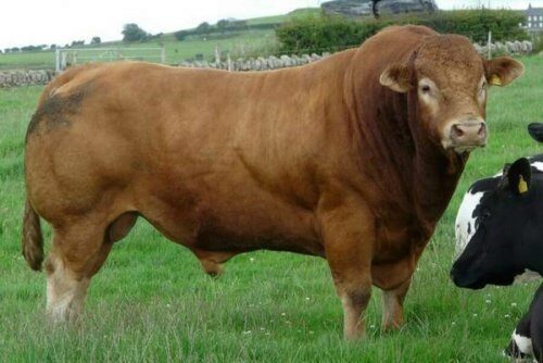 В США генетически отредактированный бык породил потомство без рогов
