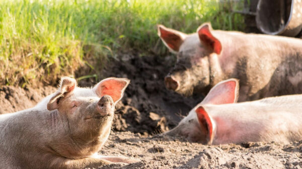 В Татищевском районе произошла вспышка свиной чумы