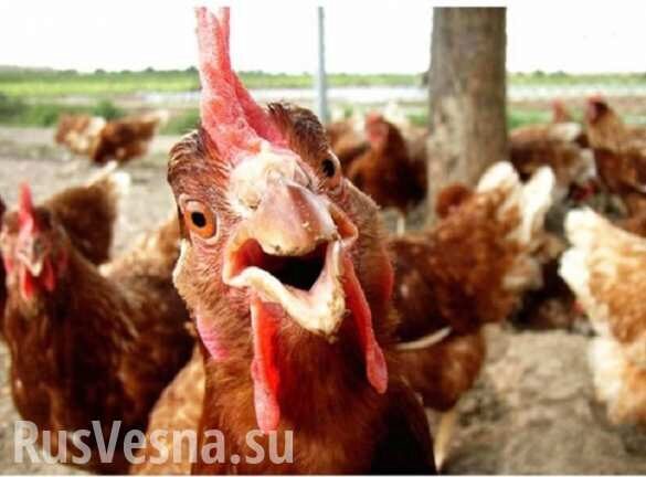 В Новосибирске сотрудникам птицефабрики платили зарплату курами