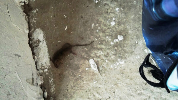 Жители дома в поселке Солнечный-2 жалуются на «прогуливающихся крыс»