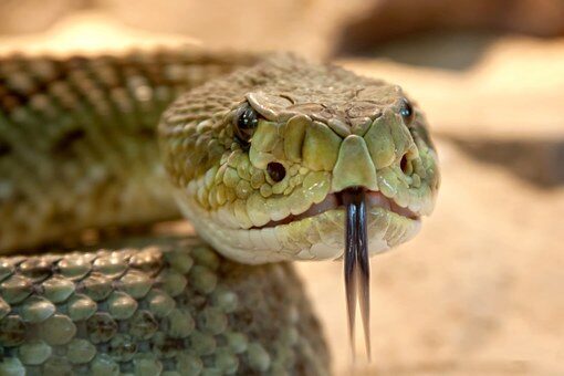 Змея – идеальный питомец? Зоозащитник не согласен