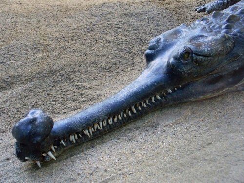 «Чудо будет!»: Редчайшая рептилия гавиал спасётся – Учёные нашли гнёзда их размножения