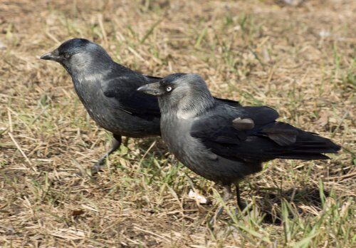«Галки – не бестолковки»: Эти птицы способны моментально из хаоса создать порядок
