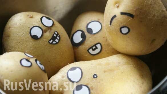 Неожиданно: «великая аграрная держава» установила рекорд по импорту российского картофеля