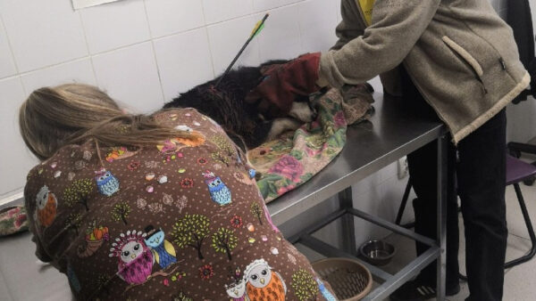 Раненая из арбалета собака скончалась в ветеринарной клинике