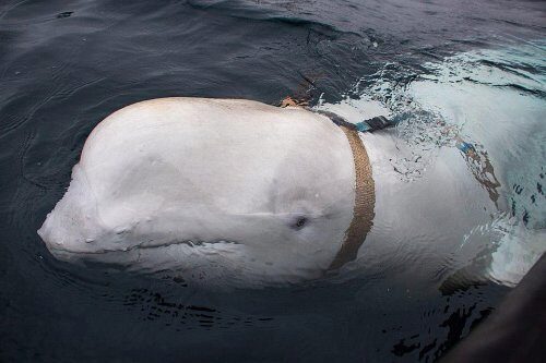 «Шизоиды?»: Норвегия подозревает, что кит-белуха Валдимир работает на разведку России