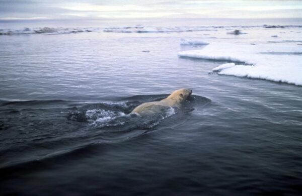 Таяние льдов в Арктике спровоцировало вспышки чумы у животных