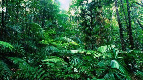 Тропические леса гибнут: Экология Земли разрушается на 62% быстрее самых мрачных прогнозов – Экологи