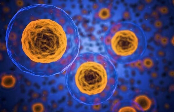 Ученые узнали о механизме восстановления клеток после стрессовых ситуаций