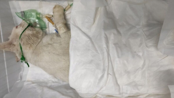 Умер беззубый кот с черепно-мозговой травмой
