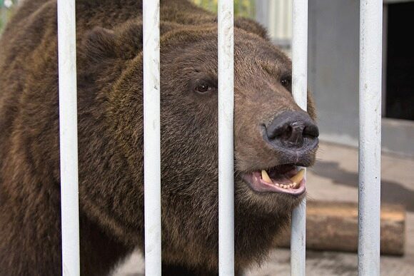Жители Аши заметили дикого медведя в центре города