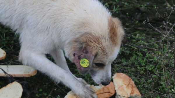 Активисты обнаружили «концлагерь» для собак