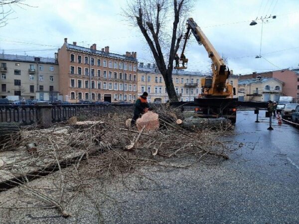 Деревья на канале Грибоедова под угрозой вырубки