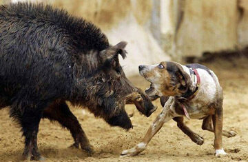 Дикие кабаны нападают на домашних животных на улицах Хайфы