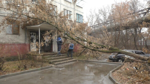 Два дерева рухнули в Липецке