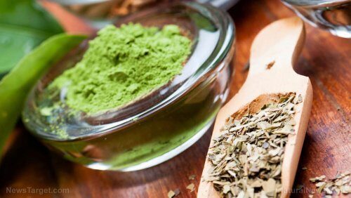 Экстракт зеленого чая помогает похудеть