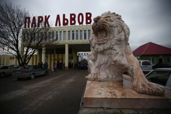 Крымский парк львов "Тайган" закрыт из-за говядины "второй свежести"