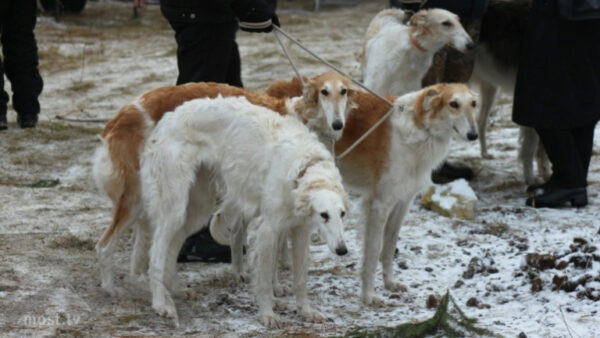 Липчанин приглашают на праздник псовой охоты «Отъезжее поле»