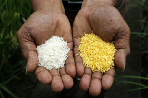 Модифицированный «Золотой рис» сможет избавить человечество от дефицита витамина А – Учёные