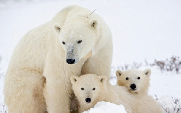 На Чукотке 56 изможденных белых медведей окружили село