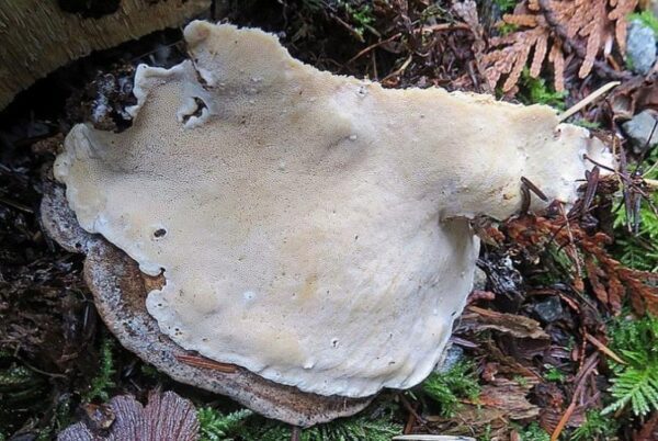 Ученые обнаружили в Беловежской пуще грибы с противораковыми свойствами