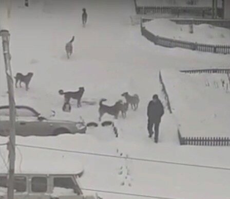 В Североуральске на мужчину напала стая собак. СУ СКР проводит проверку