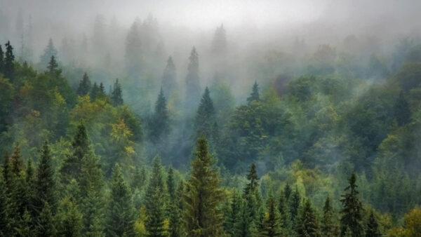 «Зелёный щит» спасёт липецкие леса от незаконных рубок