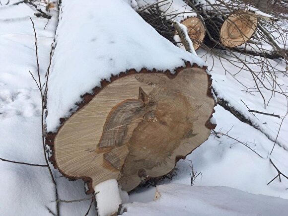 Жителей Ленинского района Челябинска встревожил массовый спил деревьев