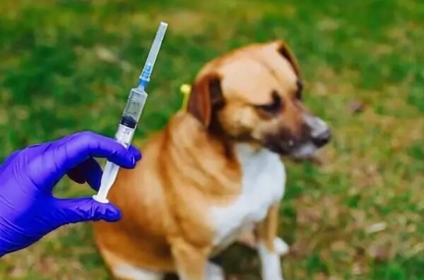 Мобильная вакцинация животных требует должной организации, – эксперт