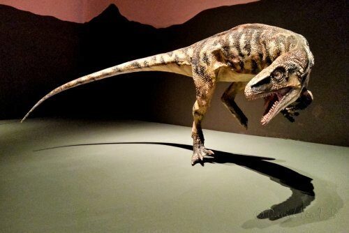 Новый хищный динозавр дополнил историю Австралии