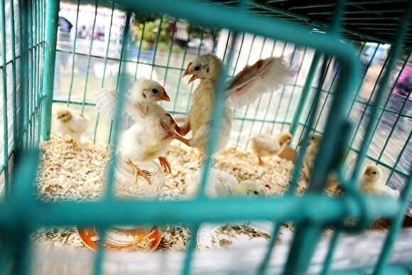 Рефтинская птицефабрика опасается за свою судьбу из-за ситуации с закупкой корма