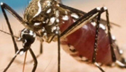 Сотни новых вирусов обнаружены у насекомых