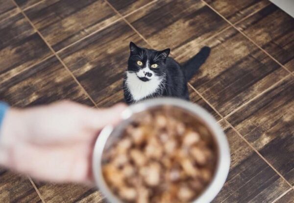 Сухой корм для кошек Royal Canin — сбалансированное питание для питомца
