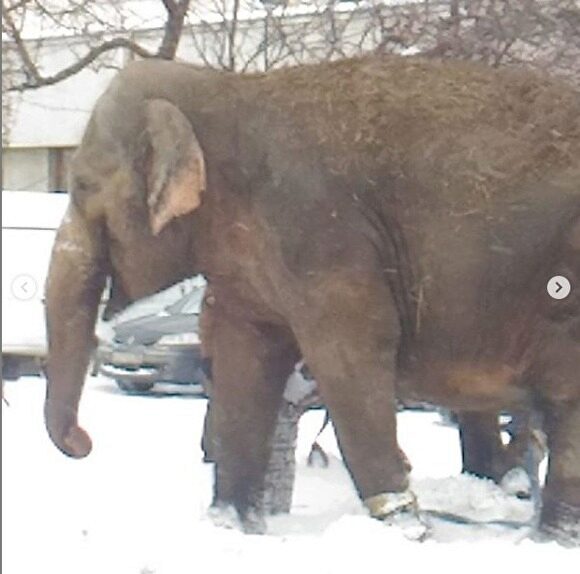 В Екатеринбурге от сотрудников цирка сбежали два слона и разгуливали по центру города