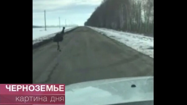 Бегущего по дороге страуса сняли на видео