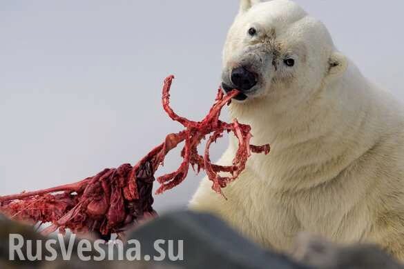 «Едят друг друга»: российские учёные рассказали о белых медведях-каннибалах