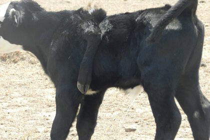 Фермерша из Америки опубликовала в соцсетях снимок теленка с пятью ногами