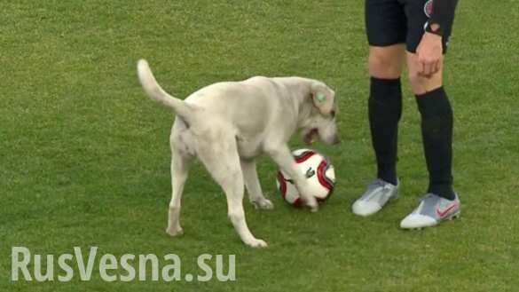 Форвард на четырёх лапах — собака выскочила на стадион во время матча и отобрала у футболистов мяч (ВИДЕО)