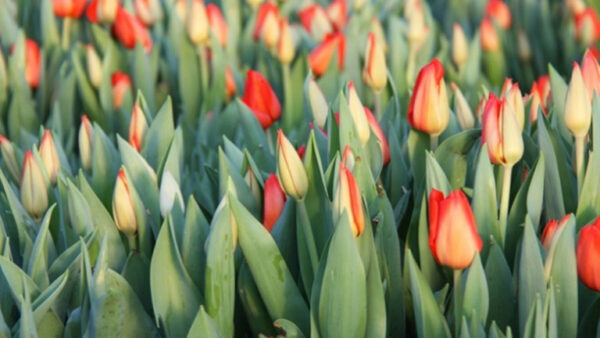 Липчанам рассказали, когда, где и почём будут продавать тюльпаны к 8 Марта