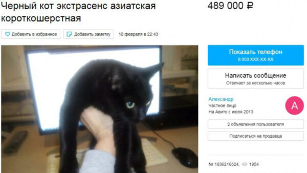 Мужчина продает кота-экстрасенса за полмиллиона рублей