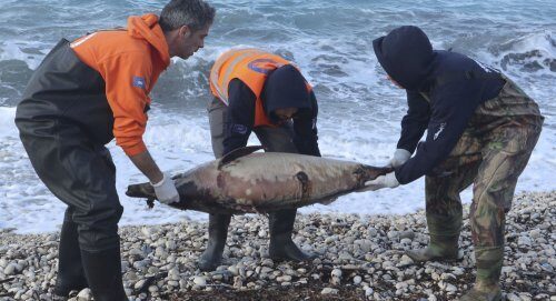 Таинственное дельфиноподобное морское существо нашли на пляже в Мексике