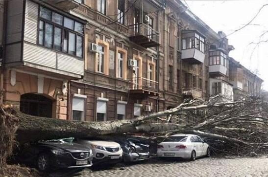 В Одессе упавшее в результате урагана дерево насмерть задавило женщину