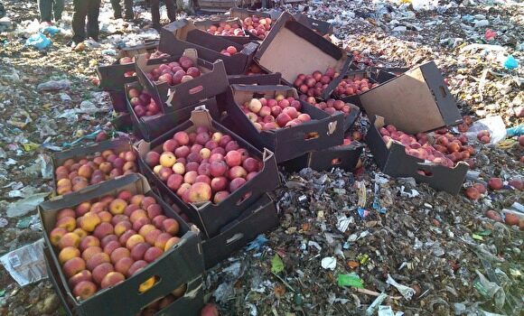 В Тюмени Россельхознадзор раздавил 700 кг польских яблок
