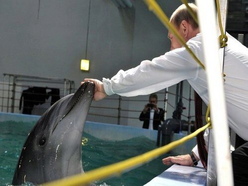 Этим летом в Крыму начнет работу первая скорая помощь для дельфинов
