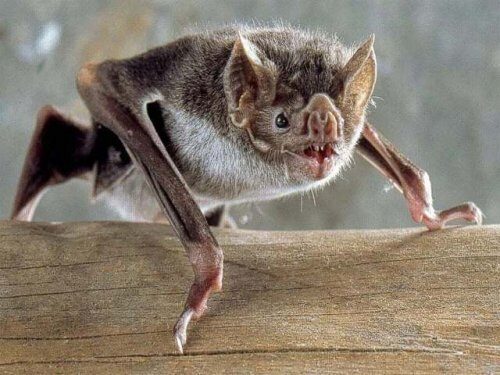 Ученые узнали, как летучие мыши-вампиры заводят друзей