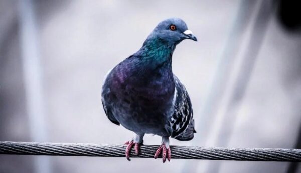 В Испании голодные голуби в поисках еды напали на женщину